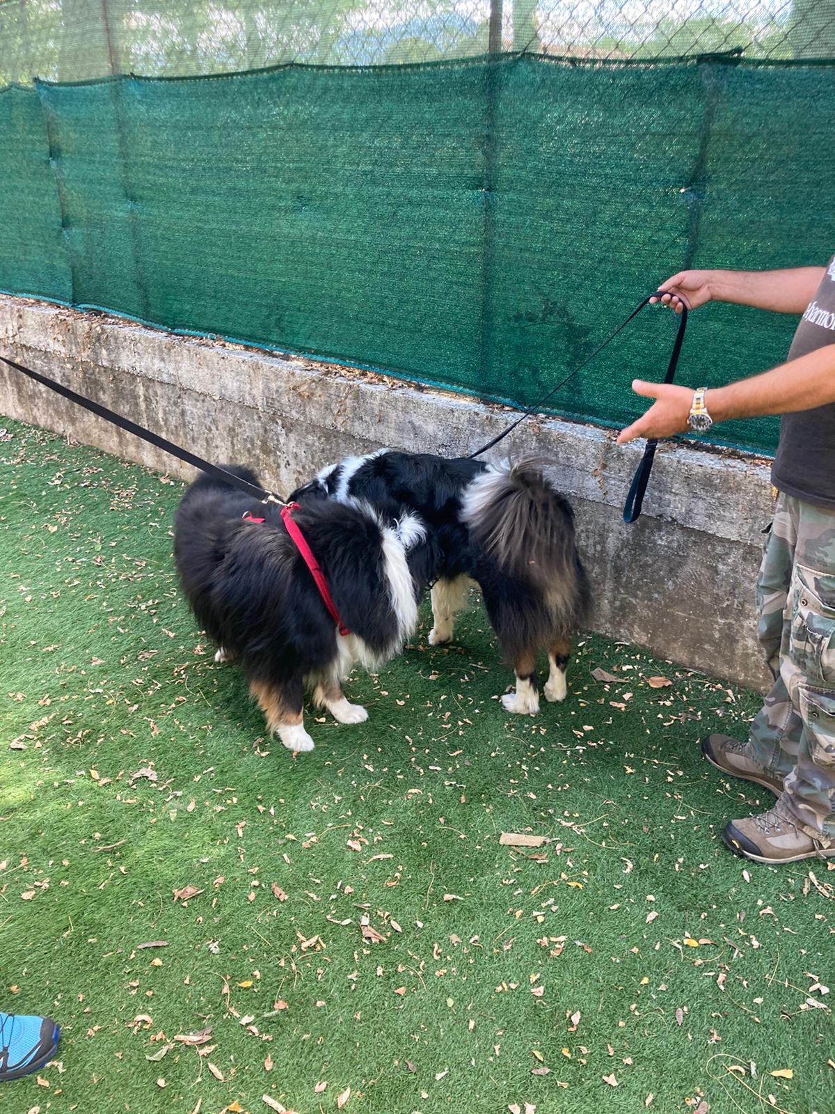 Silvestro Conosce Orione 2