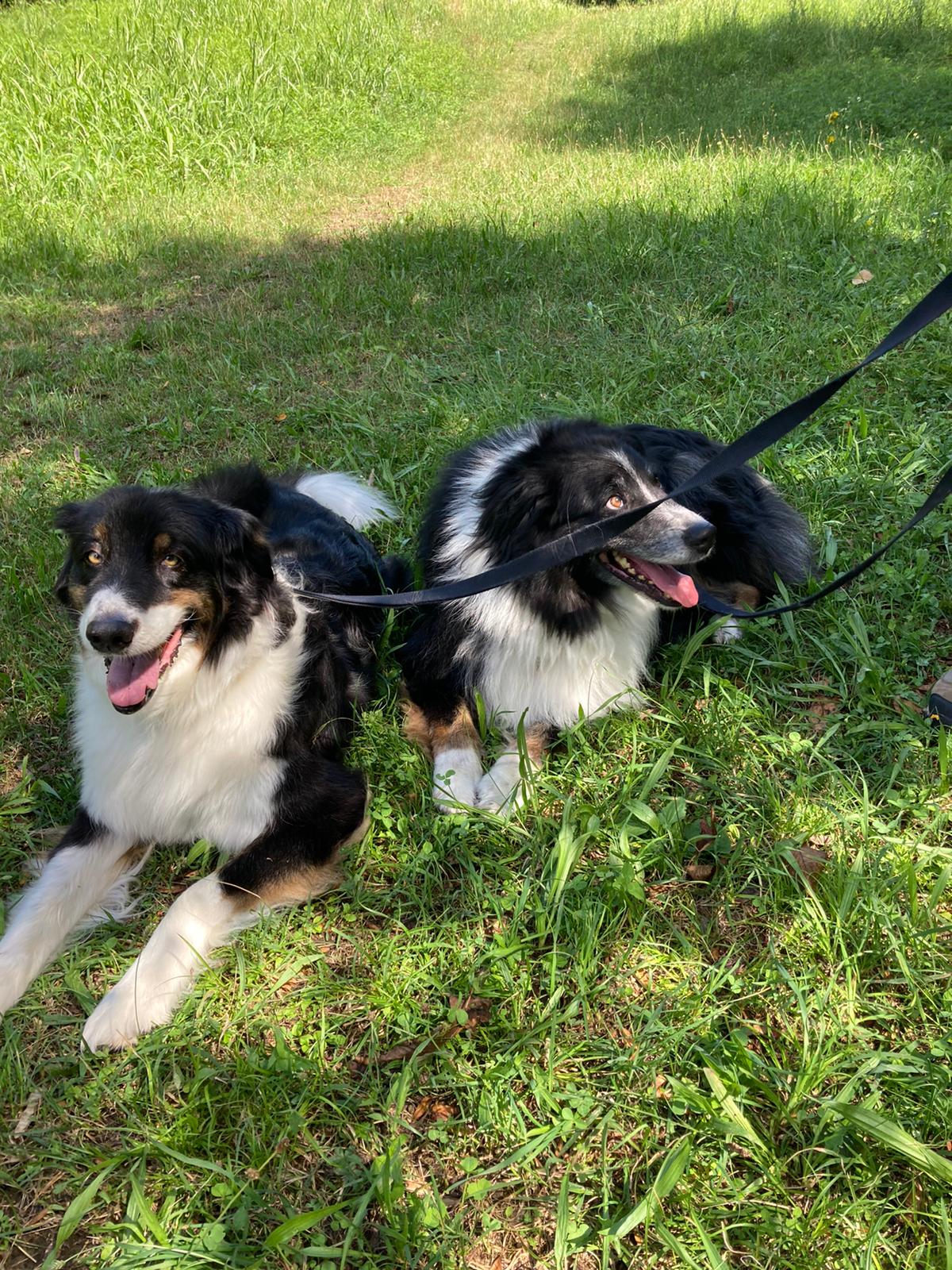 Silvestro passeggiata senza museruola canile