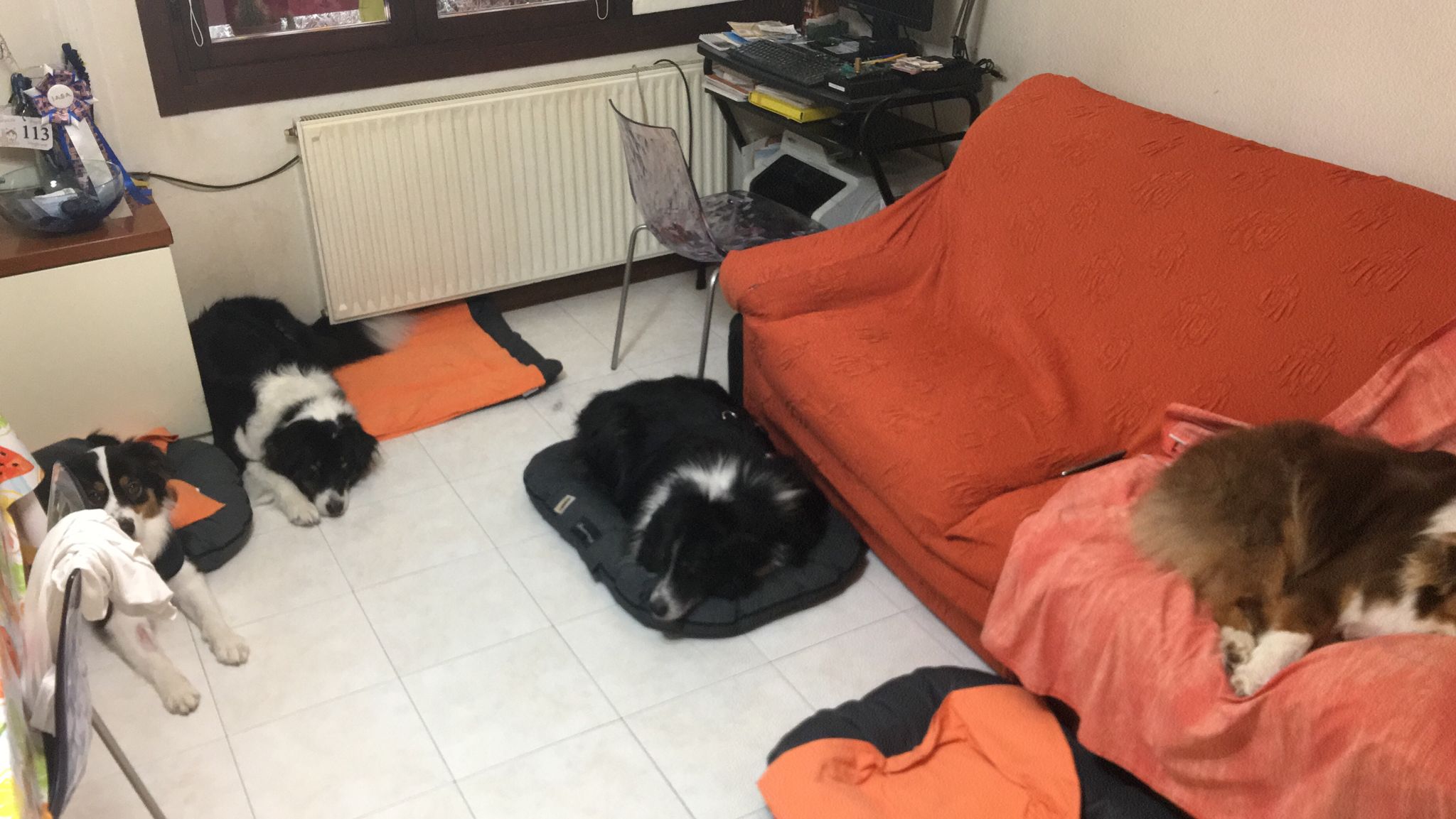 Silvestro con i nuovi fratelli