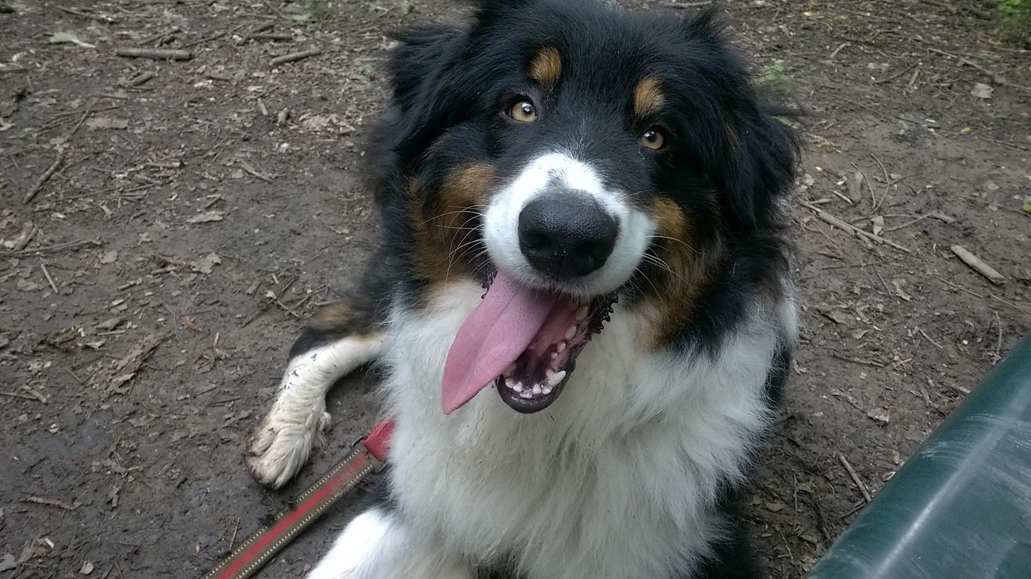 Orione appena arrivato dal canile