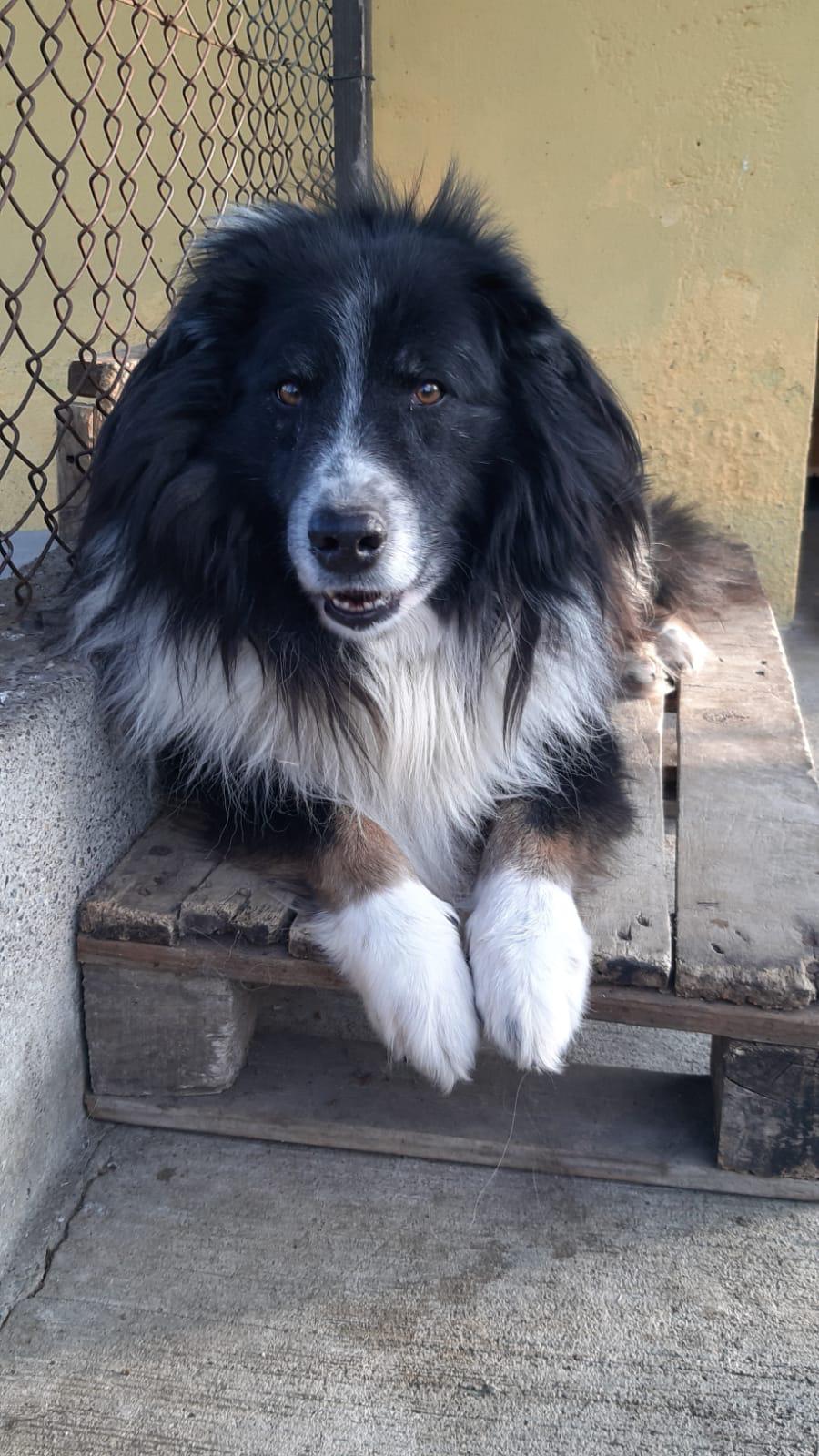 Silvestro arrivo canile